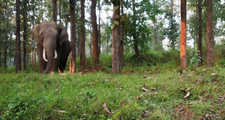 Wayanad Wildlife Sanctuary Tourist Attraction