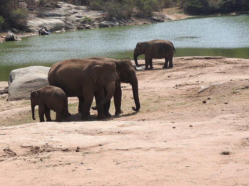 Bannerghatta National Park, Bangalore