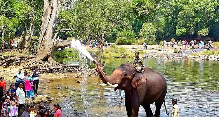 Dubare Elephant Camp, Coorg
