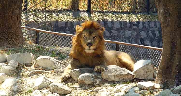 Mysore Zoo (Sri Chamarajendra Zoological Gardens)