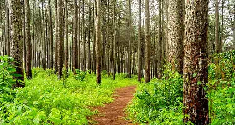 Pine Forest, Kodaikanal