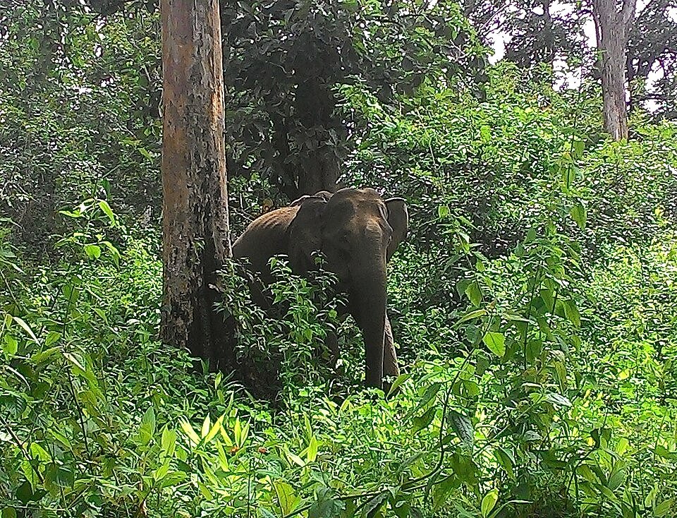 Wayanad Wildlife Sanctuary